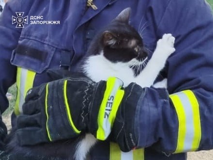 Шість метрів над землею: у Запоріжжі рятувальники визволили кота з дерева (фото)