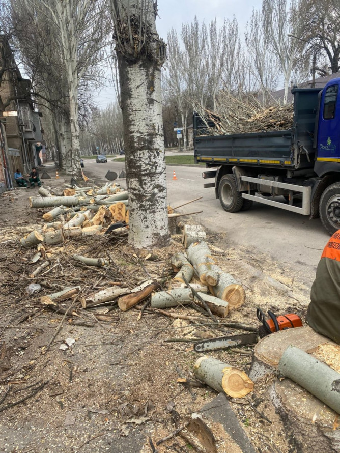 Зрубали під корінь: у Запоріжжі екологи перевірили законність знесення тополь