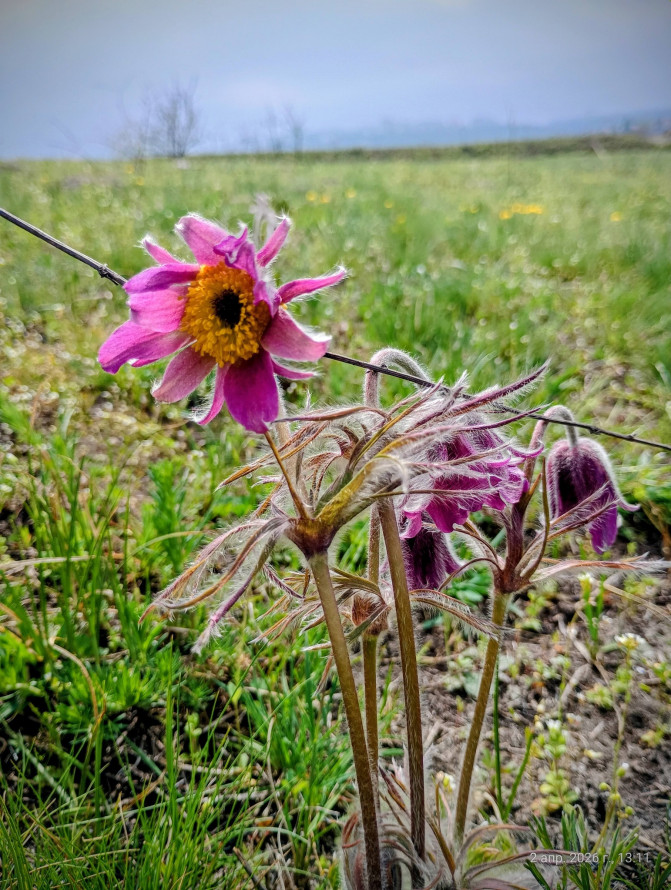 Сон-трава, рідкісні проліски та незвичайні півники: на схилах Хортиці розквітли первоцвіти (фото)