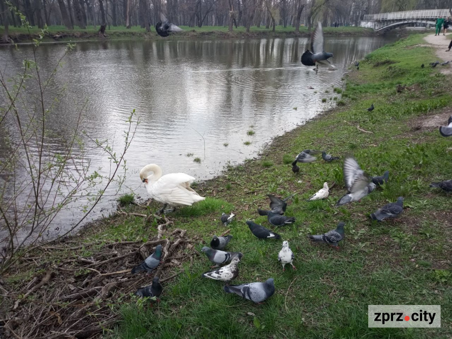 Сезон магнолій і лебеді: у вихідні в запорізькому парку був аншлаг - фото