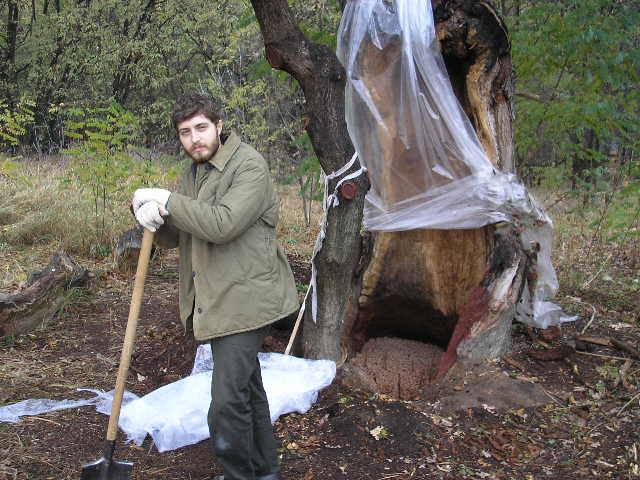Дуб з кам'яним серцем: на Хортиці росте незвичайне дерево (фото)