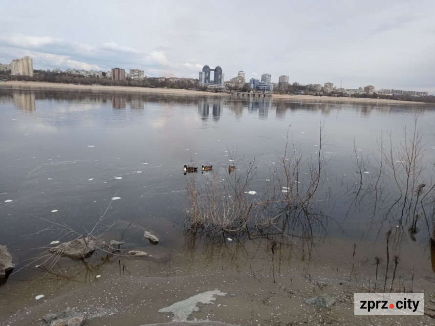 Води стало більше: як виглядає узбережжя Хортиці на початку квітня