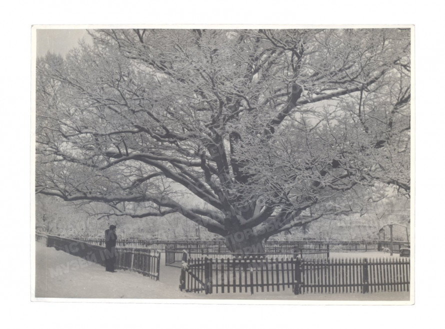 Коли і навіщо біля Запорізького дубу побудували музейний комплекс - фото