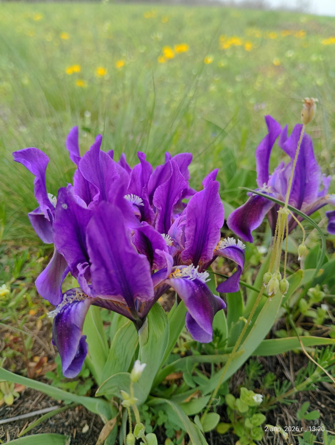 Сон-трава, рідкісні проліски та незвичайні півники: на схилах Хортиці розквітли первоцвіти (фото)