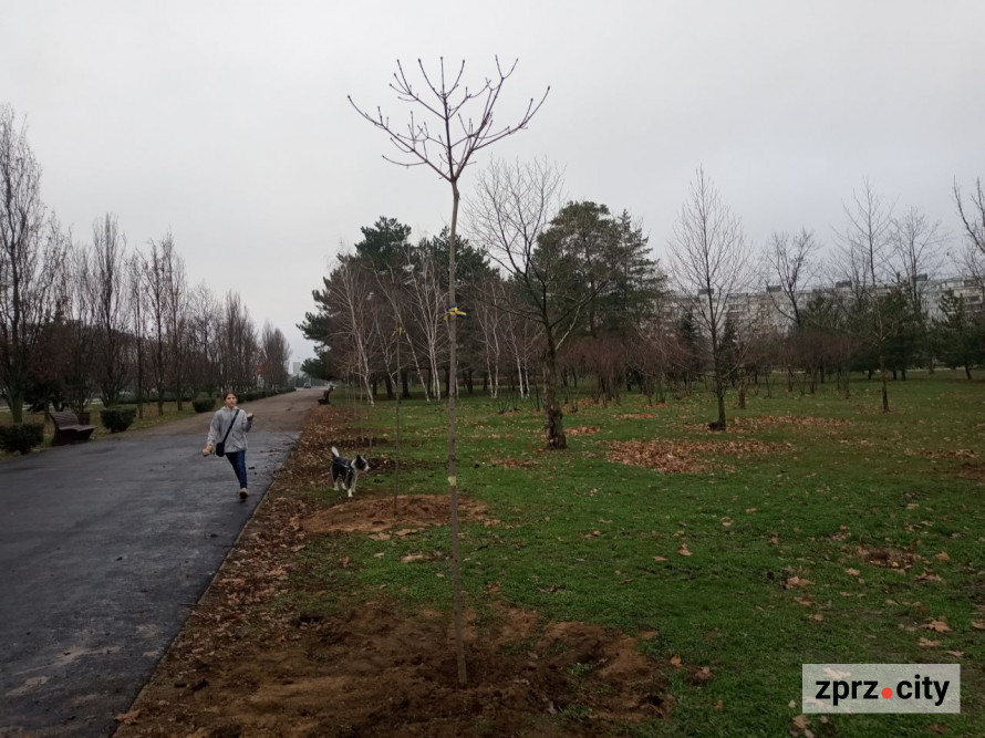 У запорізькому парку висадили більше ста лип і кленів - є унікальний сорт (фото)