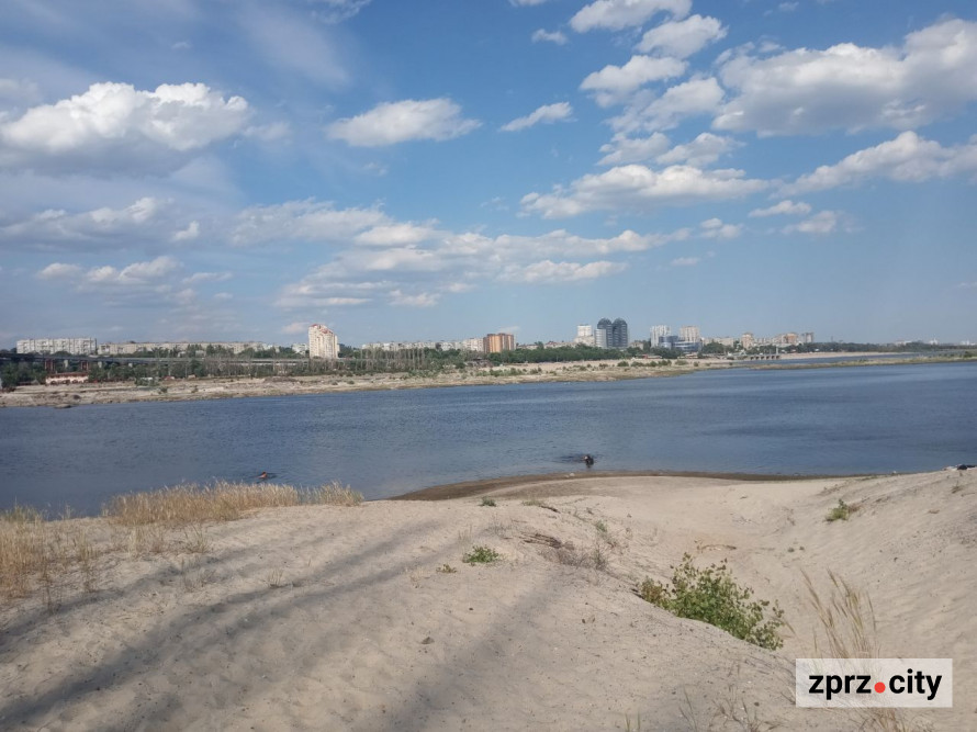 На місці колишнього дна Дніпра на узбережжі Хортиці виріс тополевий ліс висотою у два людські зрости - фото