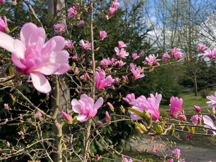Весна, яку варто побачити: як у запорізькому ботсаду квітнуть сакури та магнолії (фото)