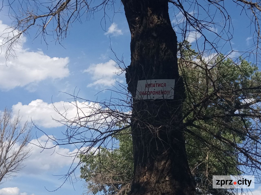 На місці колишнього дна Дніпра на узбережжі Хортиці виріс тополевий ліс висотою у два людські зрости - фото