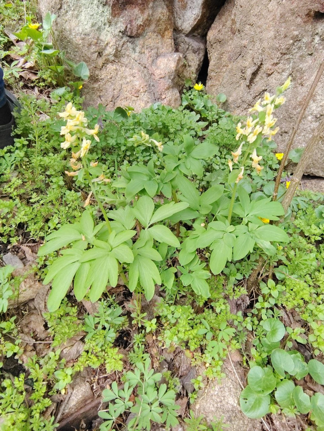 Тендітна краса: у Запоріжжі розцвіли квіти, з яких починається справжня весна - фото