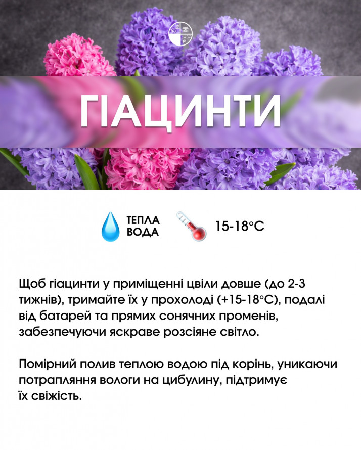 Букет, який довго не в’яне: секрети догляду за популярними квітами