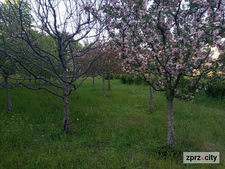 Засихає яблуня: які причини та як врятувати