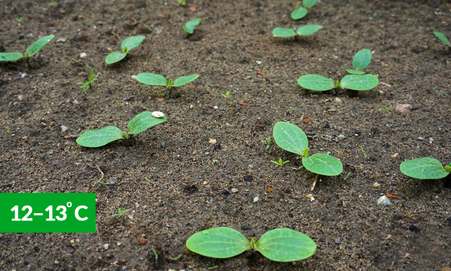 Коли садити кабачки: плюси та мінуси висадки насінням та розсадою