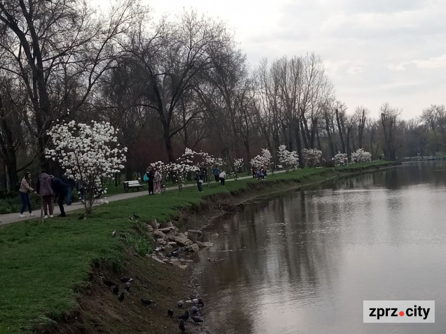 Сезон магнолій і лебеді: у вихідні в запорізькому парку був аншлаг - фото