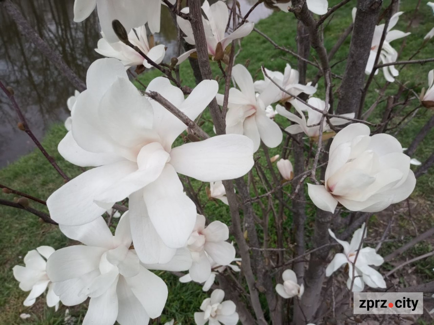 Сезон магнолій і лебеді: у вихідні в запорізькому парку був аншлаг - фото