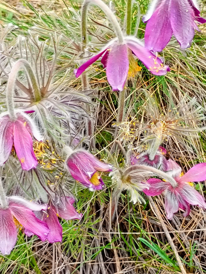 Сон-трава, рідкісні проліски та незвичайні півники: на схилах Хортиці розквітли первоцвіти (фото)