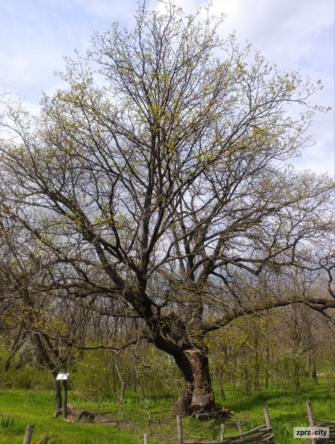 Дуб з кам'яним серцем: на Хортиці росте незвичайне дерево (фото)