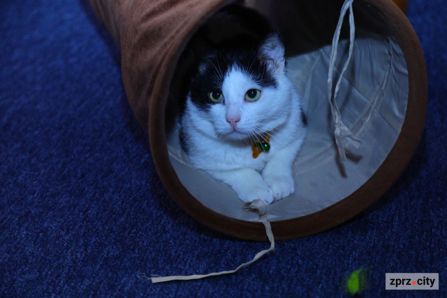 Врятовані пухнастими можуть залишитися без дому - запорізьке котокафе на межі закриття