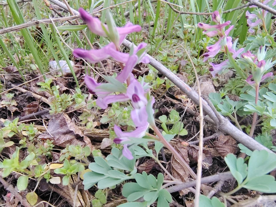 Тендітна краса: у Запоріжжі розцвіли квіти, з яких починається справжня весна - фото