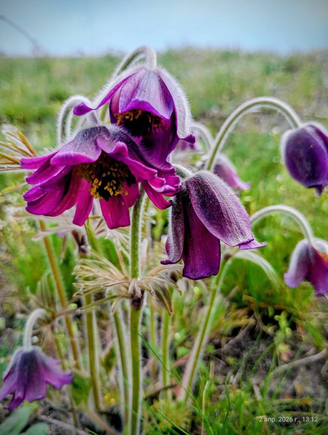 Сон-трава, рідкісні проліски та незвичайні півники: на схилах Хортиці розквітли первоцвіти (фото)