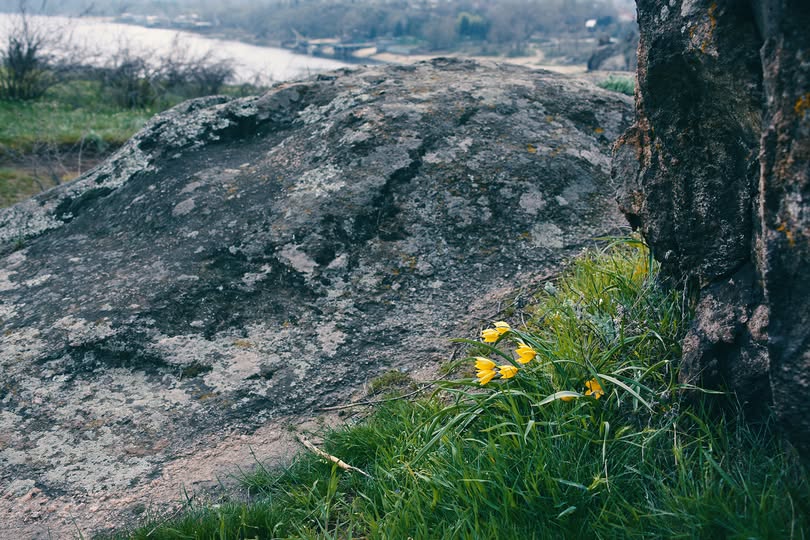 Сон-трава, рідкісні проліски та незвичайні півники: на схилах Хортиці розквітли первоцвіти (фото)
