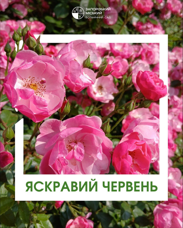 Як цікаво провести останні вихідні червня - афіша культурних подій у Запоріжжі