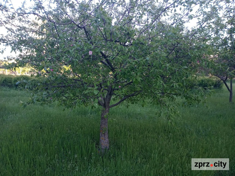 Засихає яблуня: які причини та як врятувати