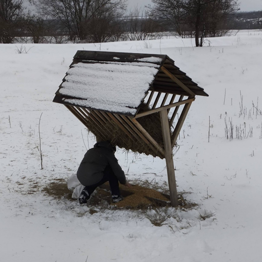 Дикі тварини Хортиці отримують допомогу – як у заповіднику підтримують звірів узимку (фото)