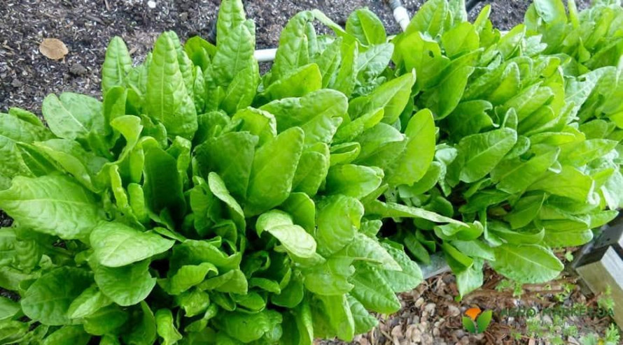 Коли саджати щавель та як отримати кілька врожаїв за сезон - поради