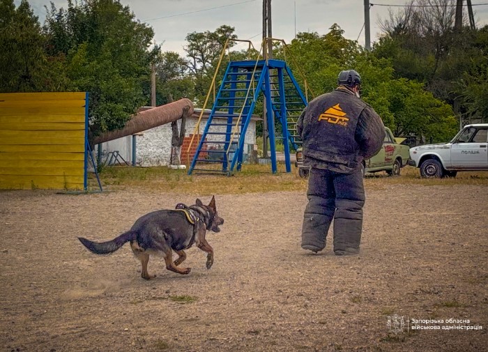 Шукають вибухівку, людей під завалами та допомагають розкривати злочини: як на Запоріжжі працюють службові собаки (фото)