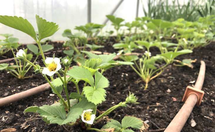 Як доглядати за полуницею навесні: прості поради для гарного врожаю