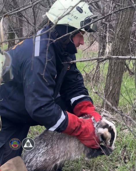 Тварина повернулася на волю - у Запоріжжі рятувальники витягли борсука з каналізаційної шахти (фото)