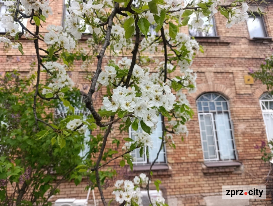 Від найстарішої школи до справжнього замку: які незвичайні менонітські будівлі можна побачити в Запоріжжі (фото)