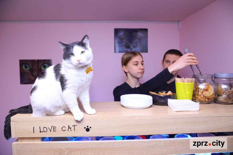 Врятовані пухнастими можуть залишитися без дому - запорізьке котокафе на межі закриття