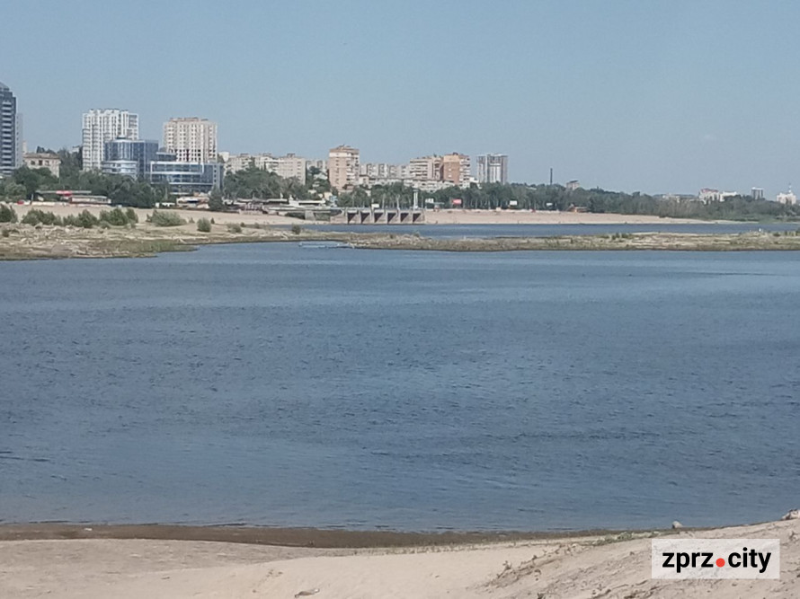 На місці колишнього дна Дніпра на узбережжі Хортиці виріс тополевий ліс висотою у два людські зрости - фото