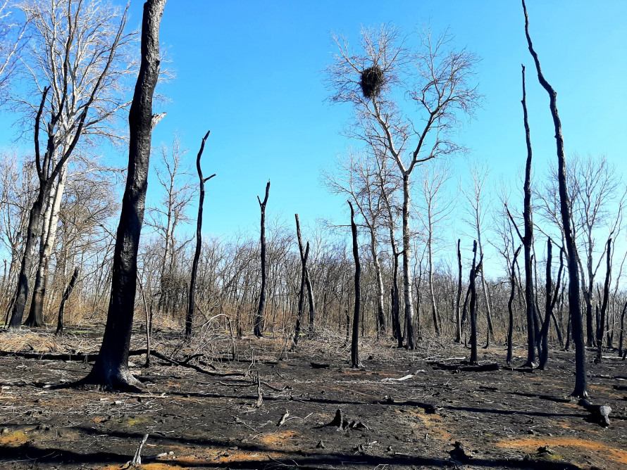 Життя перемагає: червонокнижні птахи не покинули Хортицю та звили нове гніздо (фото)