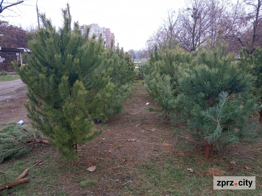 В традиційному місці наймолодшого району Запоріжжя запрацював ялинковий базар - фото