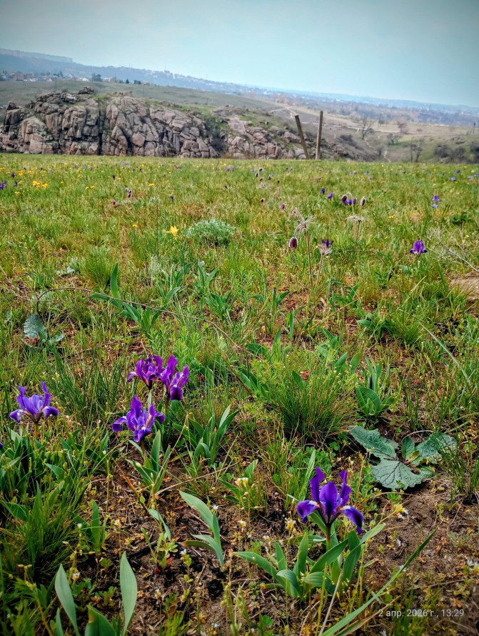 Сон-трава, рідкісні проліски та незвичайні півники: на схилах Хортиці розквітли первоцвіти (фото)