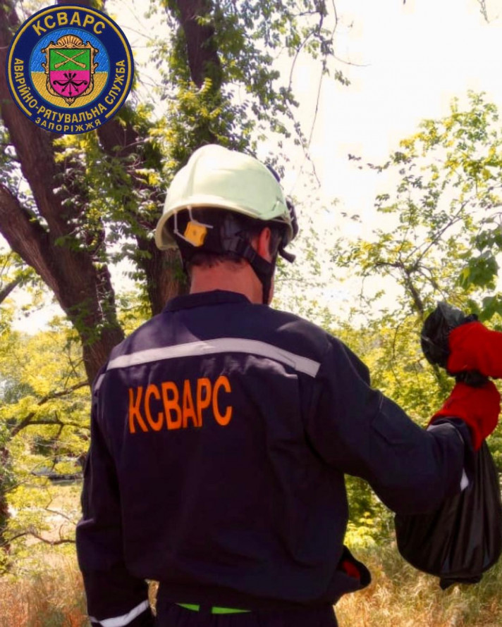 Причаївся на клумбі - у Запоріжжі на території школи виявили незваного "гостя" (фото)