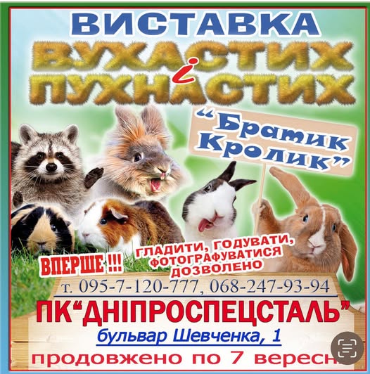 Як цікаво провести час у Запоріжжі в середині серпня - афіша культурних подій