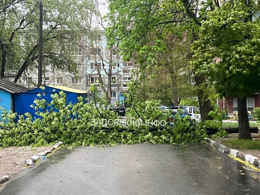 Негода у Запоріжжі повалила дерева: рух дорогами ускладнений (фото, відео)