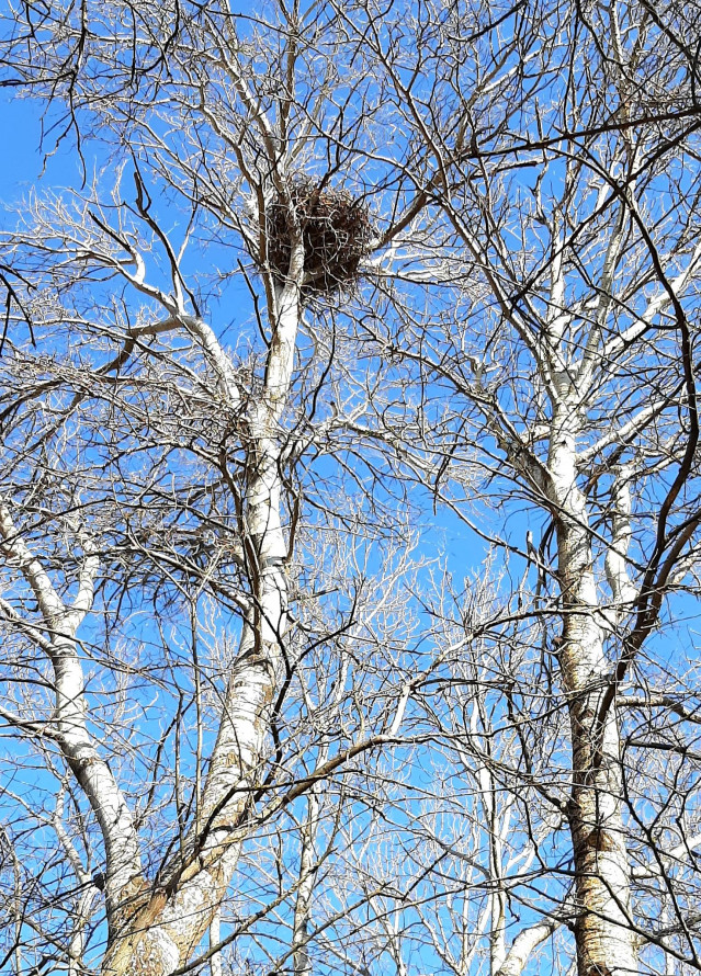 Життя перемагає: червонокнижні птахи не покинули Хортицю та звили нове гніздо (фото)
