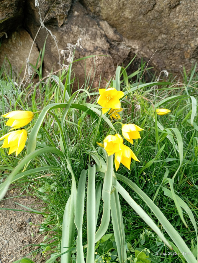 Сон-трава, рідкісні проліски та незвичайні півники: на схилах Хортиці розквітли первоцвіти (фото)