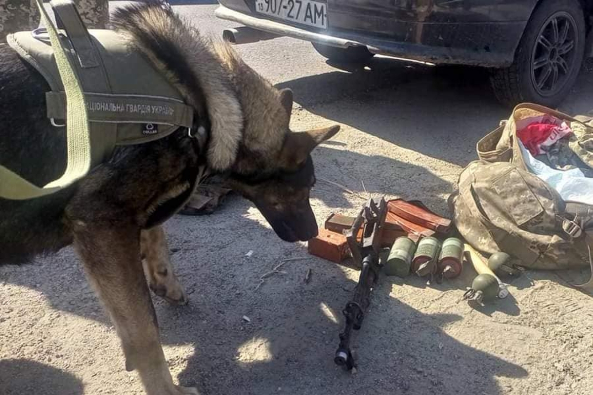 Справжні професіонали: як працюють службові собаки в бойових умовах на Запоріжжі - фото