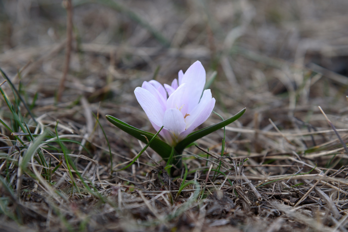 Первоцвіти на Хортиці – запорізький фотограф натрапив на неймовірні весняні квіти
