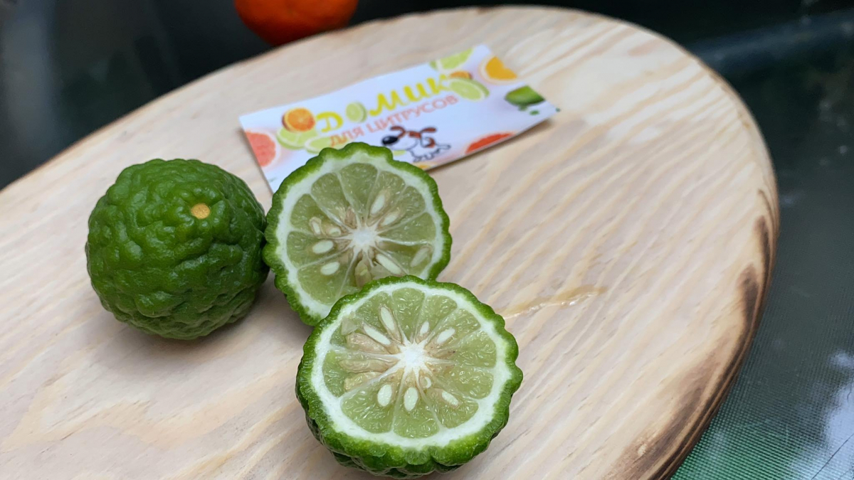 Мешканка Запоріжжя виростила вдома незвичайний фрукт з їстівним листям - фото, відео