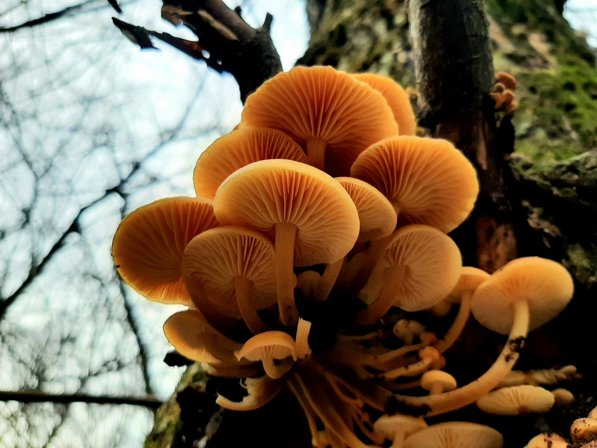 У Запоріжжі через теплу зиму цілий ліс вкрився грибами – фото