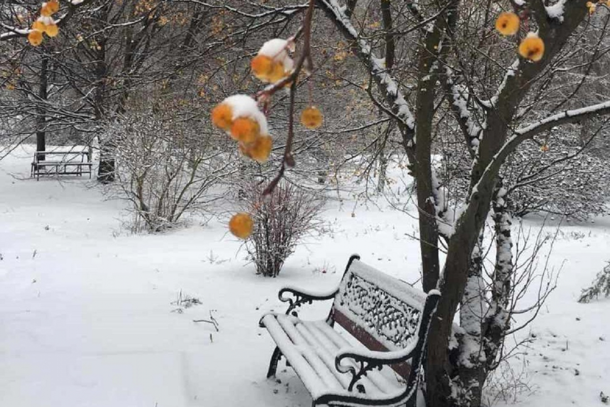 Зимова казка – як виглядає запорізький ботанічний сад під час зимових морозів (фото, відео)