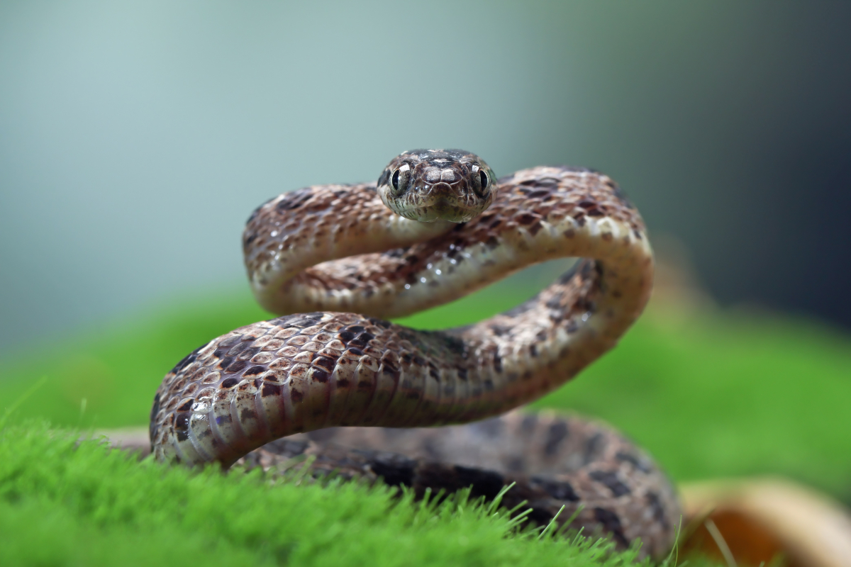 Що робити після укусу змії чи комахи – порядок дій від МОЗ