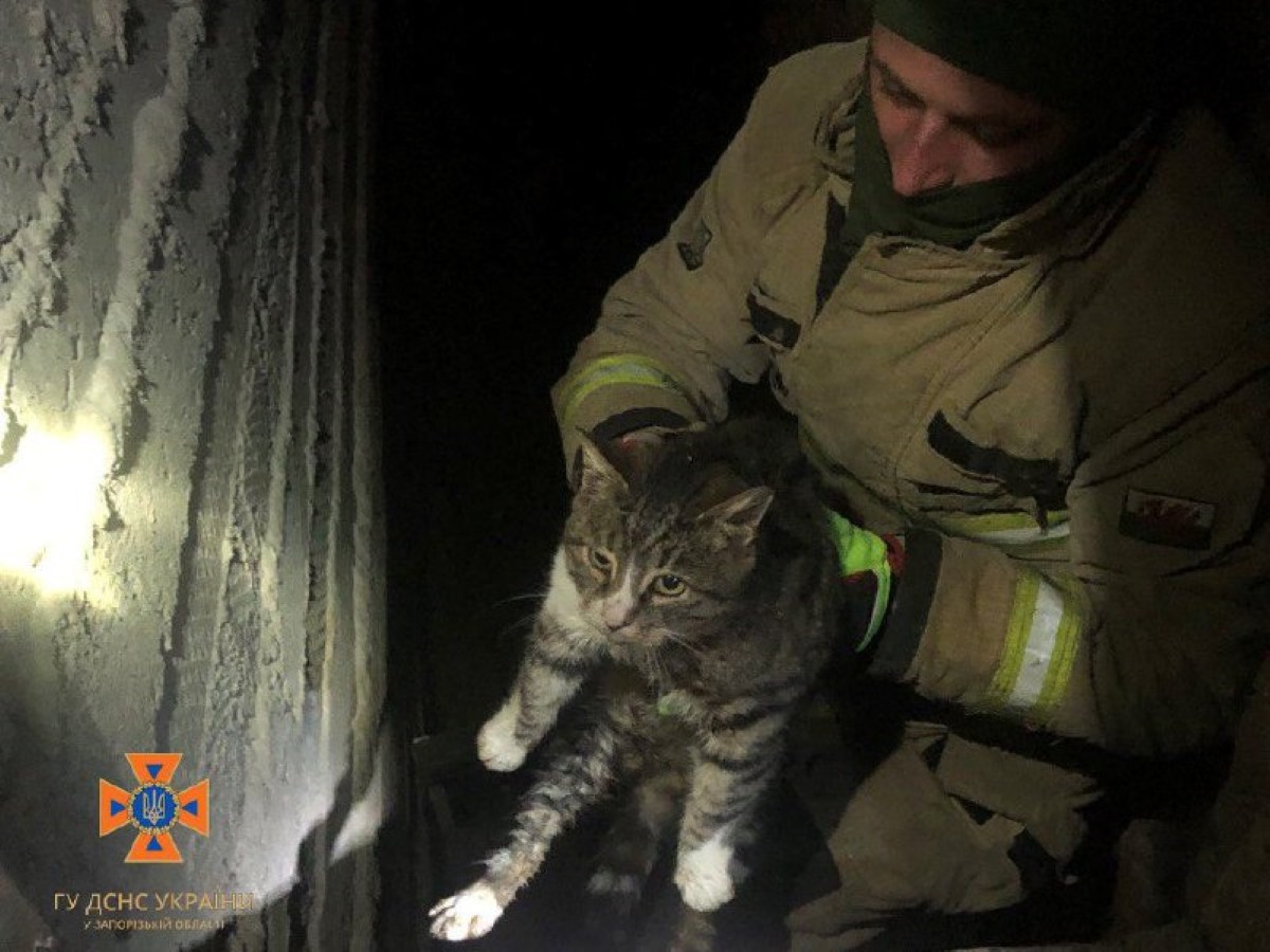 У Запорізькому районі рятувальники витягли домашнього котика з пастки - подробиці