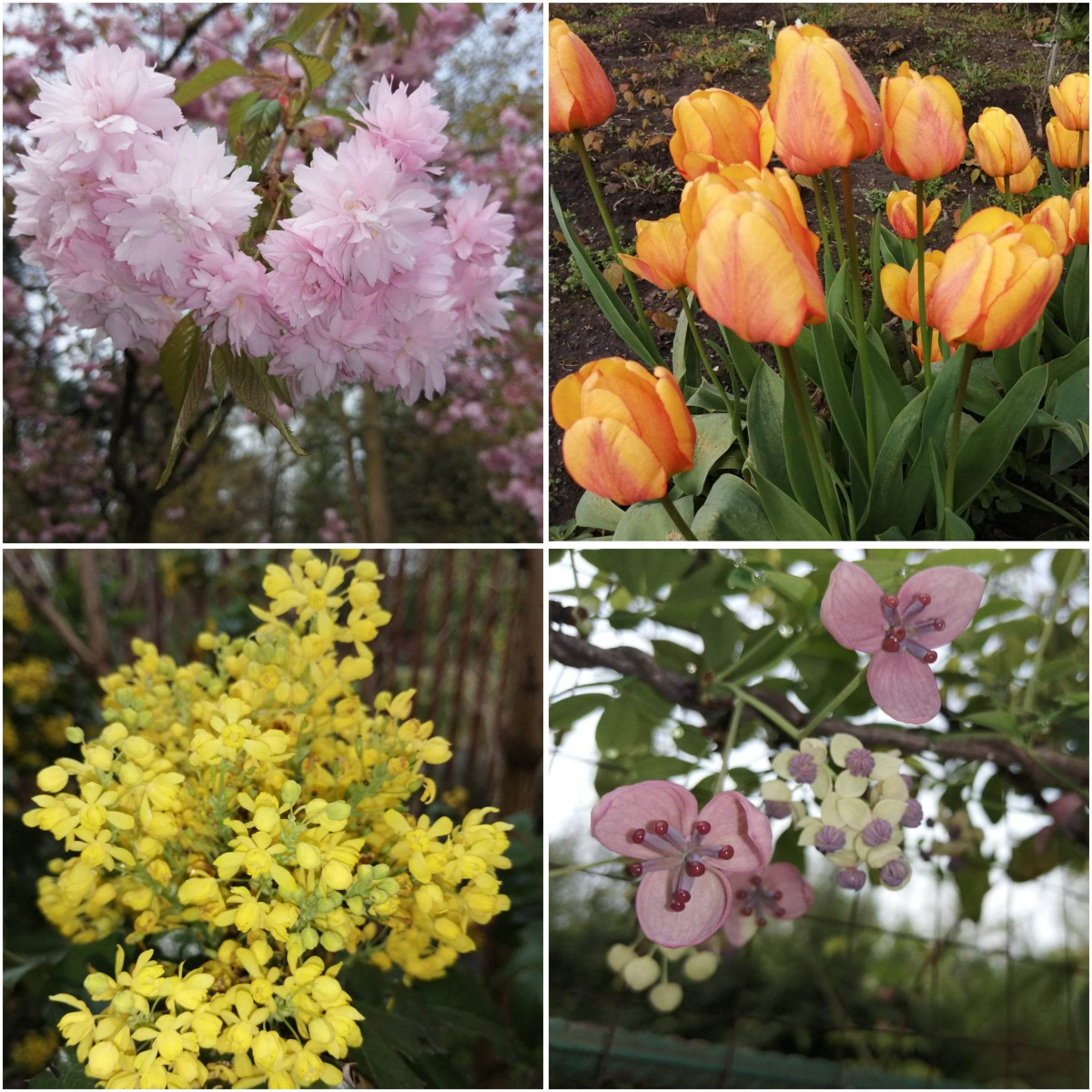 У запорізькому ботанічному саду показали відео, як там гарно цвітуть квіти